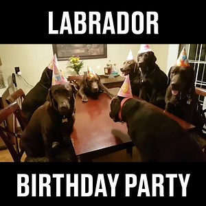 7.7M views · 19K reactions | Time to PARTY!  | LADbible | Facebook