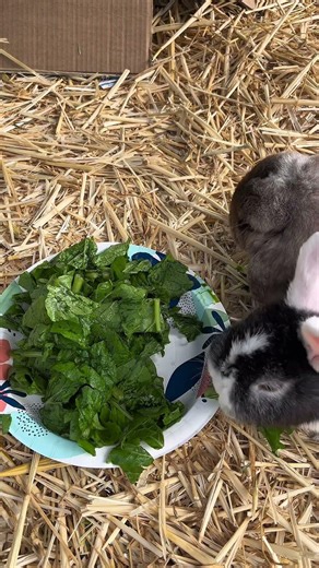 calm bunny eating greens 🐰🥬 | garden sounds, birds & calm ambience