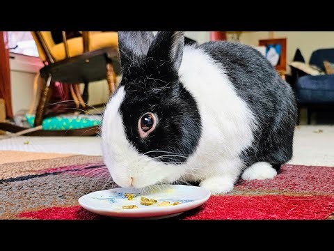 RABBIT LEARNS TO CHEW HIS FOOD