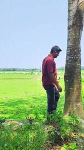 195K views · 667 reactions | Funny magic tree 藍 #magic #editing #loop #trending #krishnavfx | Krishna Vfx | Facebook