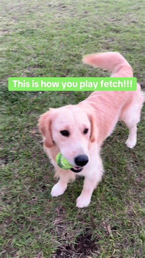 How to Play Fetch with Your Golden Retriever