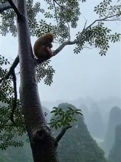 With curious eyes and playful energy, this monkey turns an ordinary day in the jungle into something magical. 🐒✨ #NatureTok #PositiveVibes #Original#MonkeyFun