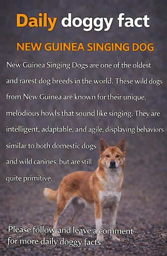 The Unique New Guinea Singing Dog: A Melodic Marvel