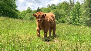 I wrote a country song about “mini” highland cows “Mini Cows, Great Big Lies” – The Truth About Miniature Highland Cattle Highland cattle are a historic, hardy, and well-adapted breed—built to withstand harsh conditions, thrive in open pastures, and carry the strength of centuries of selective breeding. But in recent years, so-called “mini Highland cows” have become a social media trend, and breeders are sacrificing health, genetics, and ethics just to create a smaller, more marketable version o