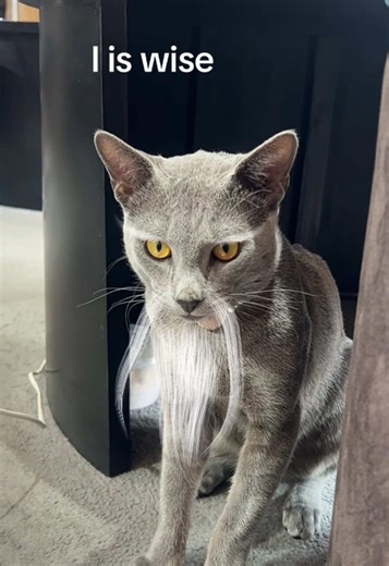 Embrace Happy Office Vibes with Feline Friends