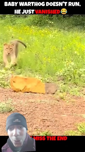 #cute #animals #wildlife #nature #funk #remix #dj #funny #playlist #ias