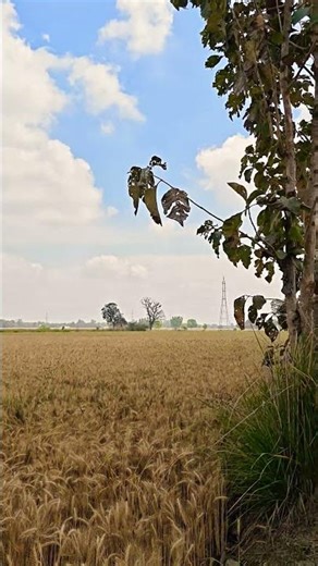 #photography #nature #india #shorts #sorts