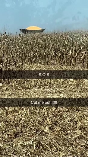 #harvest2022 #farmlife #fyp #farmfails #southernillinois #farmtok #johndeere #cornharvest #trucker