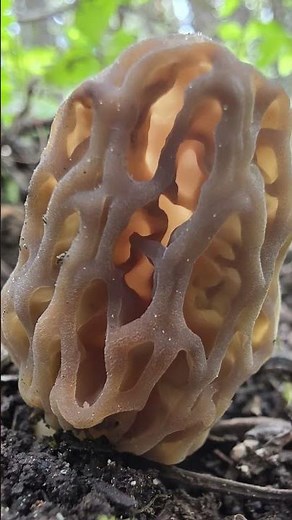 Magic of Morel Mushroom Hunting with Tyler Hacking Dr Gaia