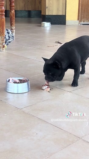 #bulldogsoftiktok #dog #bulldogfrances #bulldog