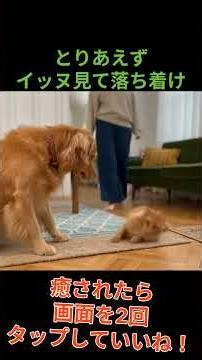 犬が全部なんとかしてくれる、優しい癒し動画まとめ(Let the Dogs Fix Everything: A Gentle, Soothing Compilation)