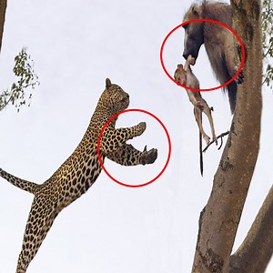 209K views · 2.7K reactions | Monkey Vs Leopard Big Battle ►Antelope Vs Leopard ►Animal Saves Another Animal Please join this group to see more Amazing Animals | Wildlife War | Facebook