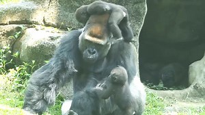 Omg// Free style both of little gorilla Ringo & Jabali fully disturb daddy D'jeeco, It is sweetest interaction between son and daddy gorilla. | Cool Animal