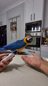 Getting those murder mittens professionally maintained again. In captivity, parrot nails do not always wear down naturally. When nails become overgrown they can snag and tear, cause falls and joint strain, lead to pressure sores and arthritis, and make handling painful for both the bird and the human. Waiting until nail trimming becomes urgent is where problems usually begin. WHY TRAINING MATTERS Restraint based nail trimming may get the job done in the moment, but it often comes at a cost. Incr