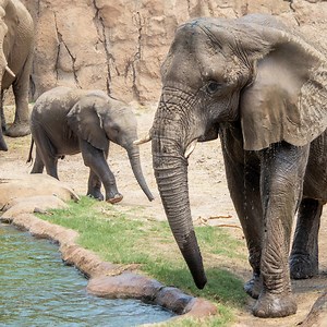 Plan your next Zoo visit! Use your membership to reserve FREE tickets today. | Dallas Zoo