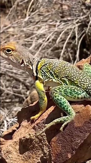 🦎 Green & Yellow Desert 🌵 Collared Lizards on a rock 🪨 near the interstate