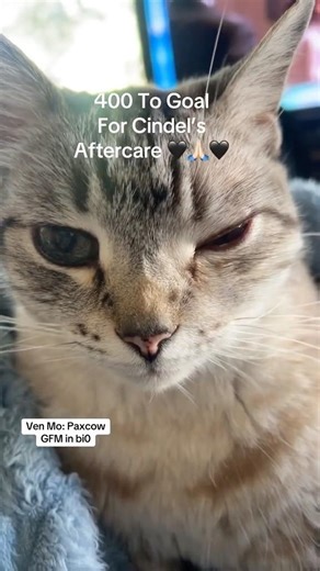 Cindel Needs Your Support To Cross Rainbow Bridge #shorts #cats