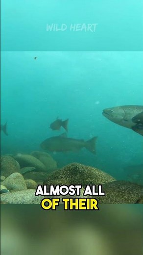 Zombie Salmon | A Meaningful Death