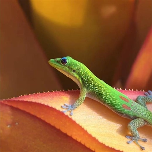 Gold Dust Day Gecko 🌈 Hawaii John