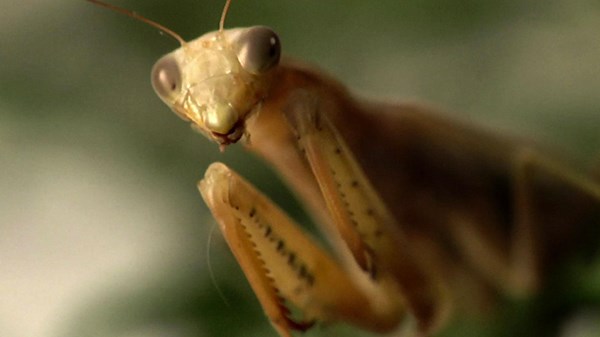 Ancient Aliens Season 7 Episode 7 Aliens and Insects