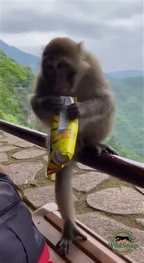Monkey Steals Chips from Backpack