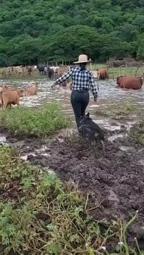 Doña Bárbara y el Ganado: Mujeres Únicas en el Campo