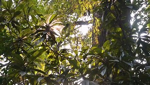 LANZA GOBIERNO DE MORELOS PROGRAMA DE MANEJO DE ÁREAS NATURALES...