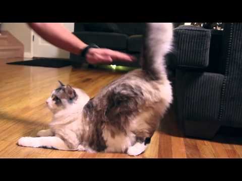 Cat Twerking!!