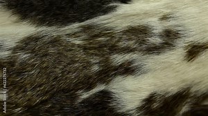 footage of natural fur background