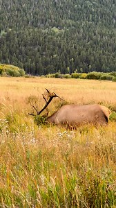 A bull elk scrapes the ground with his antlers during the rut, marking his scent with his urine!! #estespark #rut #elkrut #wildlife #wildlifephotography #wildanimals #wildlifephotographer #rmnp #naturephotography #nationalparks #colorado #fyp #foryoupagereels | Colorado Wild Photography
