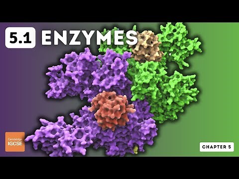 IGCSE Biology - Enzymes (5.1)
