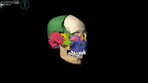 Human skull - exploded skull with bones labelled, based on CT scanning on Make a GIF