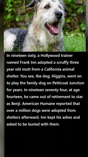 The Shelter Dog Who Became Benji At Age Fourteen