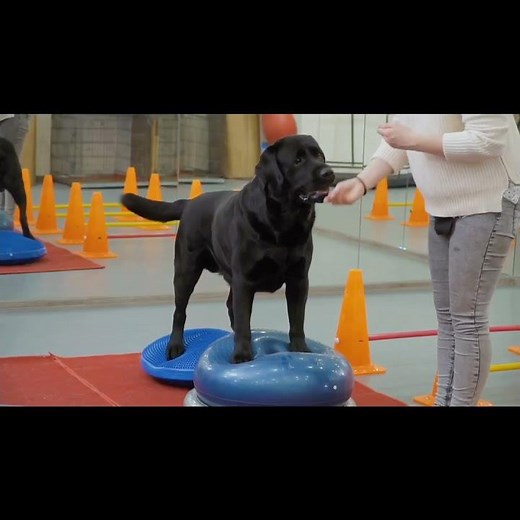 Paw-sitively Exclusive: VIP Dog Training Tips with Paul
