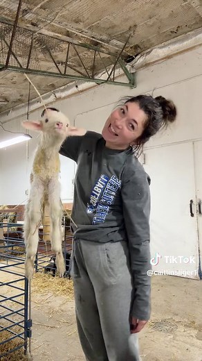 Fresh babiessss #polypay #lambscale #newborn🐑