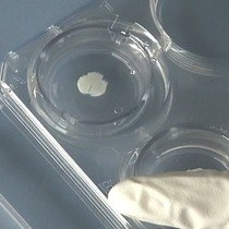 Video: Coculture System with an Organotypic Brain Slice and 3D Spheroid of Carcinoma Cells