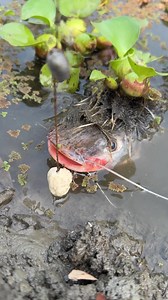 32K views · 64 reactions | Fish catching techniques in river | MR Fishing Life | Facebook