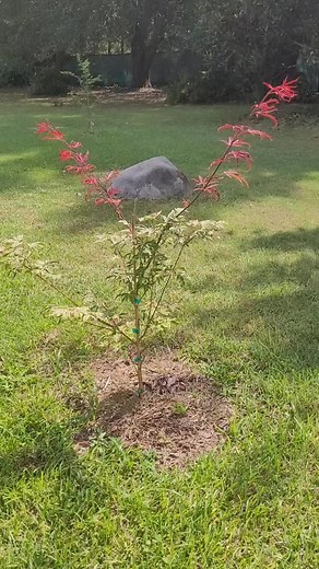 Geisha Japanese Maple Tree - Vibrant New Growth