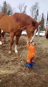 729K views · 27K reactions | Fusion entre cheval et un bébé | pierre1911.fr | Facebook