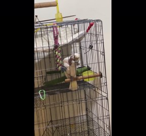 Clever pet parrot uses comb to preen his feathers inside cage