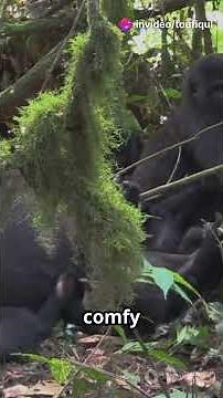 The Majestic Mountain Gorilla in Action: A Stunning Glimpse Into Their Jungle Life