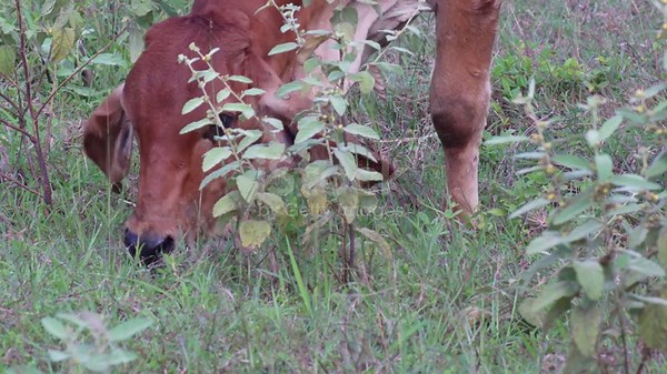 Native Thai cows in the countryside grasslands. Cows eat grass...