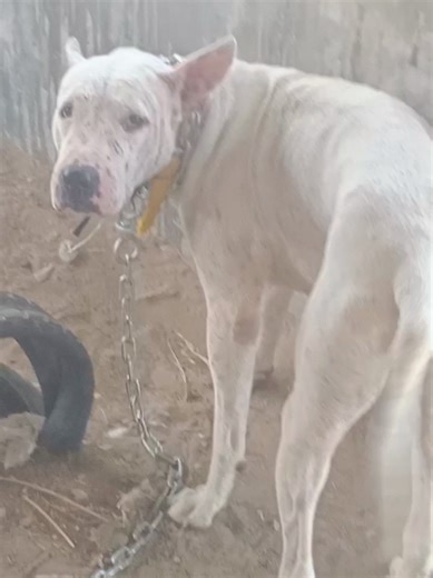 walte gultair male out calass gultair dog video