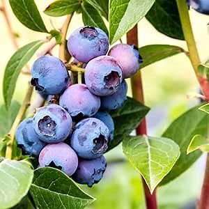 Blueberry Plant Live for Planting, 5-10" Tall Well Rooted, Blueberry Bush Live Plant, Large Berries (Northern Highbush Blueberry)