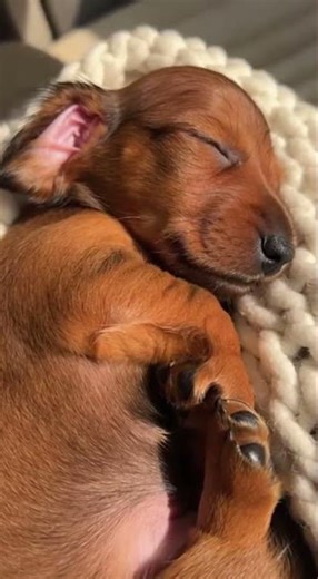 Puppy Dream Loop: Sleepy Twitch & Repeat