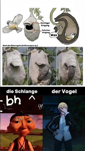 Schlange: „Wo ist der Eingang?!“ 😵 Die geniale Falle des Vogelnests 🐍🕊️