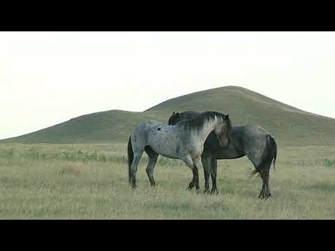 Nokota Stallions-Living Link to Sitting Bull Horses