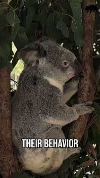 Wombat vs Koala Cuteness Overload Revealed!