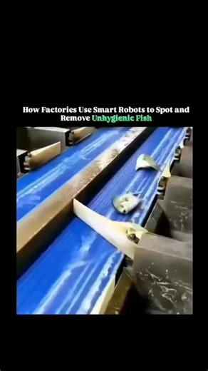 sci || tech || history on Instagram: "Inside modern seafood processing plants, smart robots equipped with advanced vision systems and artificial intelligence continuously scan conveyor belts of fish, identifying signs of contamination, spoilage, or physical damage in real time. . . . Using high-resolution cameras, multispectral sensors, and machine-learning models trained on thousands of samples, these robots can detect unhygienic fish that may show subtle changes in color, texture, or shape tha