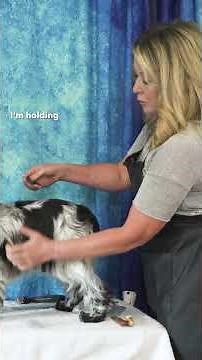 How To Rake Your Setter/Spaniel Coated Dog! #dogshow #grooming #doganatomy